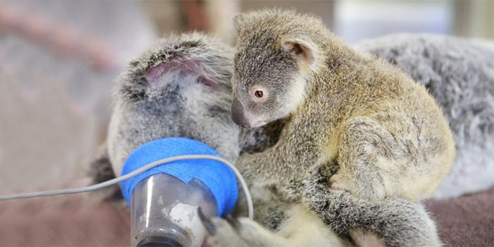 Детеныша коалы не стали разлучать с матерью даже на время операции (6 фото)