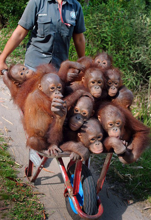 Маленькие орангутанги ленятся ходить пешком (7 фото)