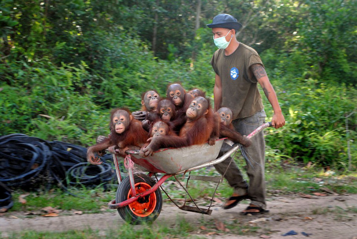 Маленькие орангутанги ленятся ходить пешком (7 фото)