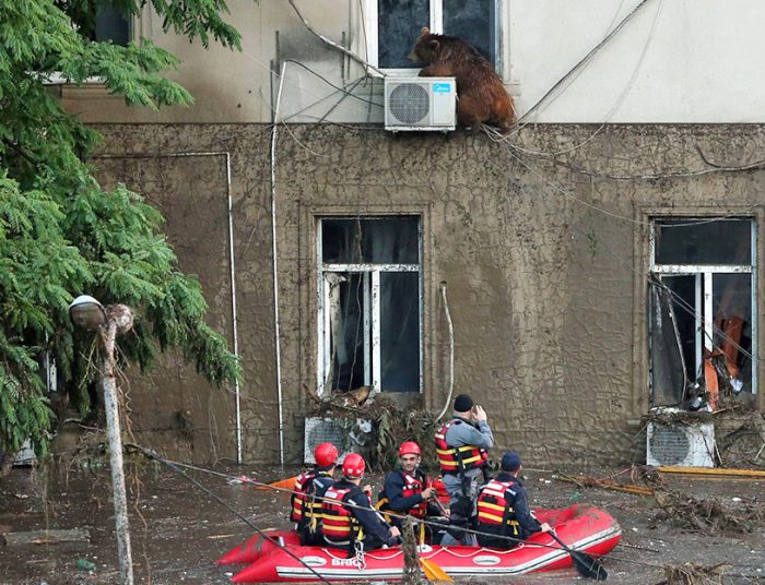 На улицах Тбилиси ищут животных, сбежавших из зоопарка в результате наводнения (19 фото + 2 видео)
