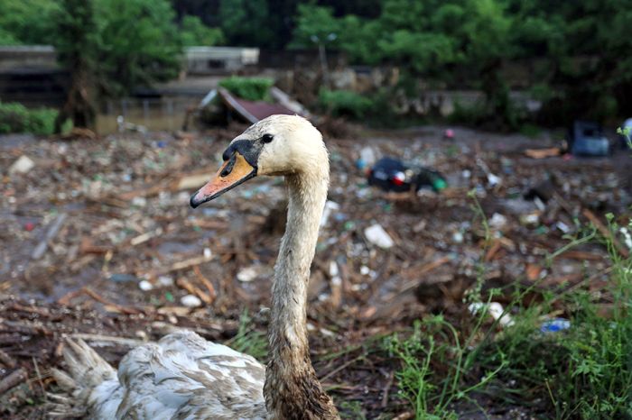На улицах Тбилиси ищут животных, сбежавших из зоопарка в результате наводнения (19 фото + 2 видео)