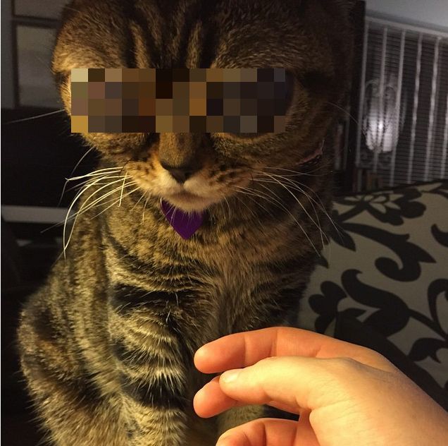 Кошка Матильда по кличке Инопланетянин стала очередной звездой Instagram (15 фото)