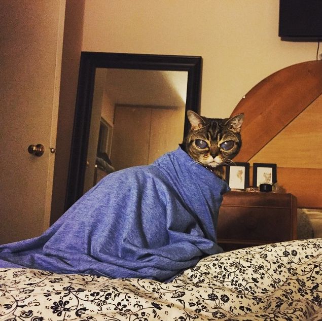 Кошка Матильда по кличке Инопланетянин стала очередной звездой Instagram (15 фото)