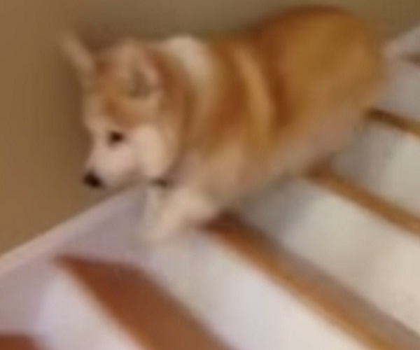 Забавная собака прыгает по ступенькам