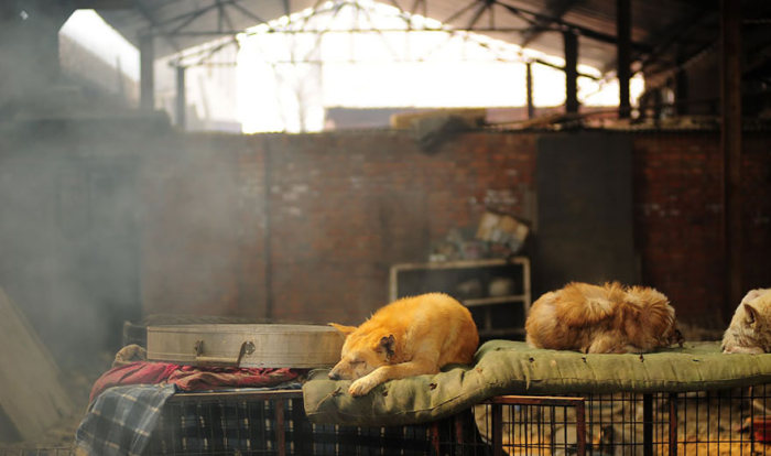 Пожилая китаянка спасла 100 собак, которых должны были съесть (16 фото)