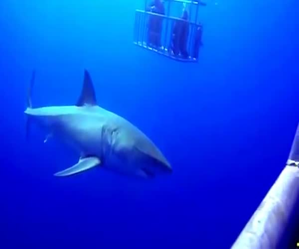 Атака белой акулы