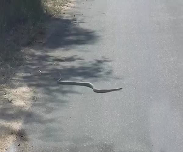 Змея не может пересечь дорогу