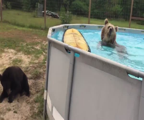 Медведь купается в бассейне