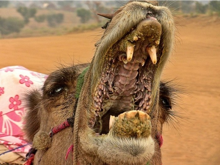 Как выглядит пасть верблюда (7 фото)