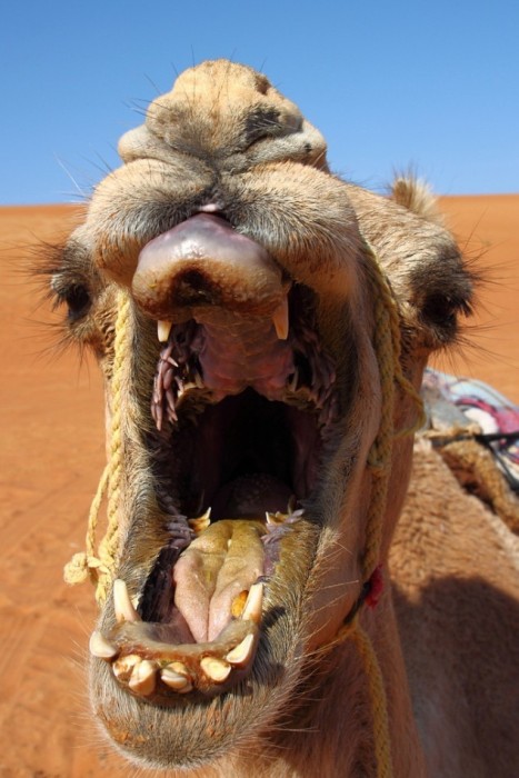 Как выглядит пасть верблюда (7 фото)