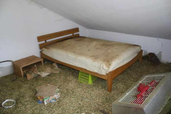 В Мюнхене мужчина делил свою 2-комнатную квартиру с тремя сотнями крыс (14 фото)