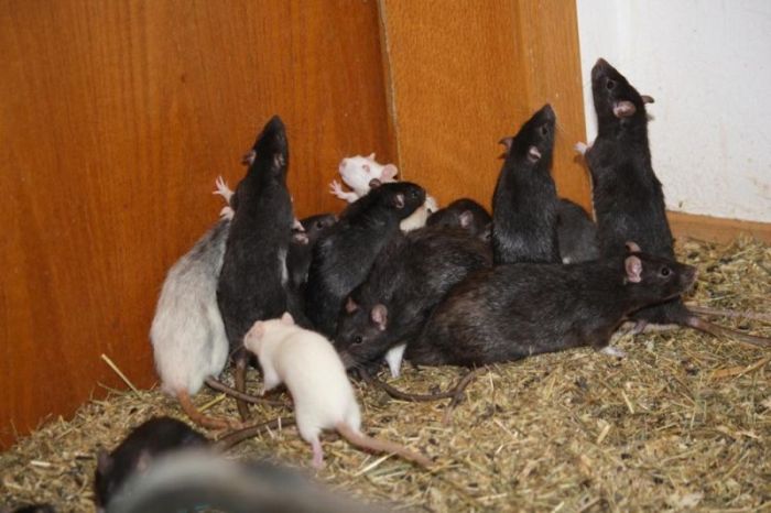В Мюнхене мужчина делил свою 2-комнатную квартиру с тремя сотнями крыс (14 фото)