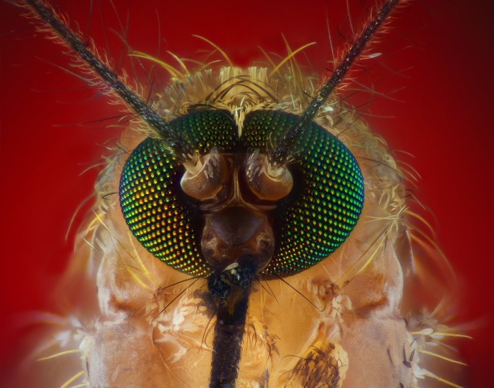 Детальное знакомство с хоботком комара (7 фото)