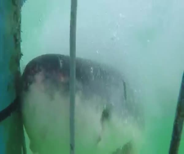 Акула атакует дайверов
