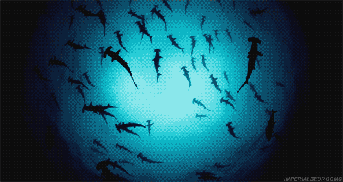 Жуткие гифки с акулами (16 гифок)