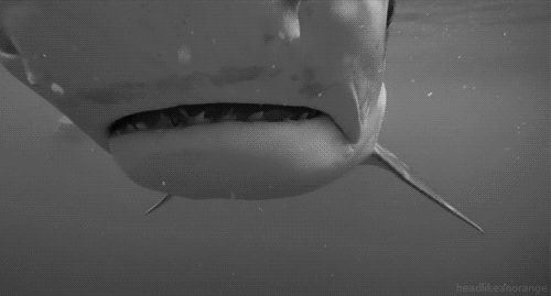 Жуткие гифки с акулами (16 гифок)
