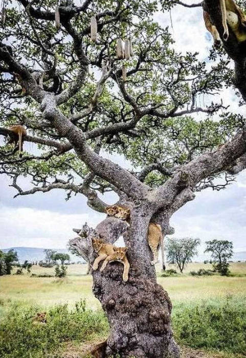 Львы на дереве (14 фото)