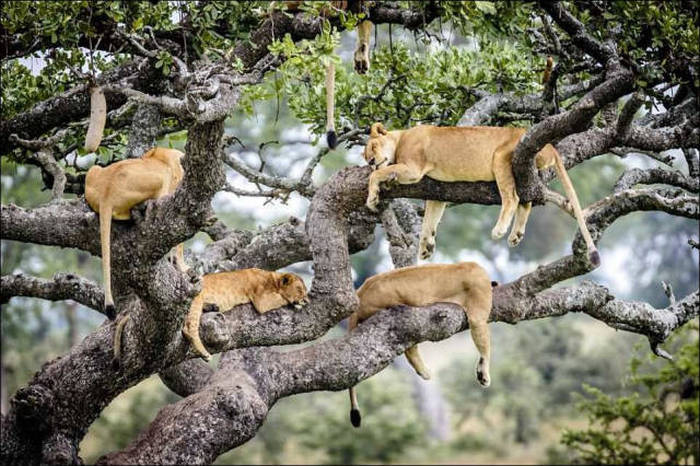 Львы на дереве (14 фото)