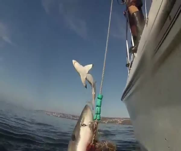 Белая акула выпрыгивает из воды