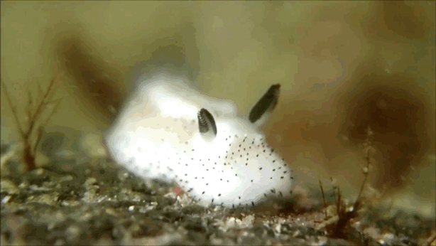 Морские кролики - самые симпатичные слизни в мире (7 фото)