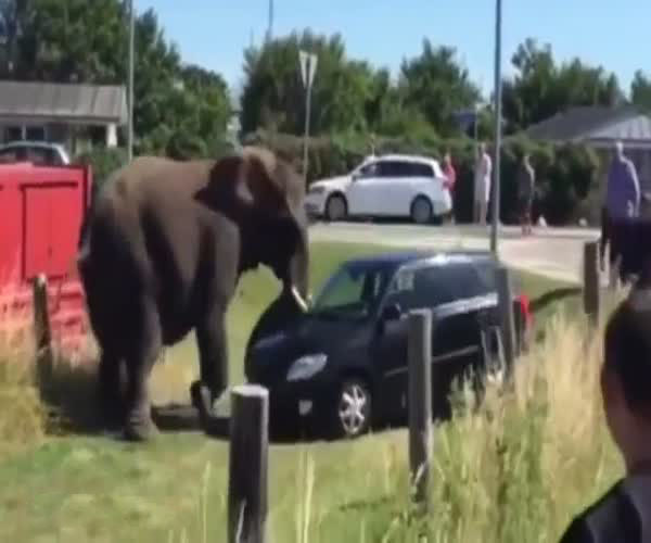Разъяренный слон напал на автомобиль