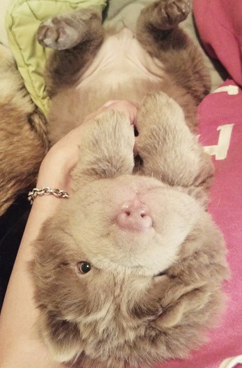 Пушистые шарпеи - одни из самых милых щенков в мире (23 фото)