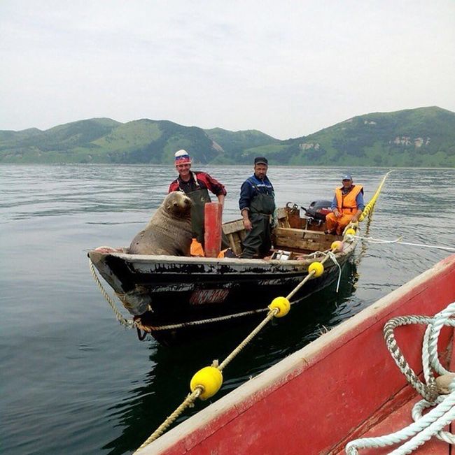 Морской котик в течение 8 часов катался в лодке с сахалинскими рыбаками (5 фото)