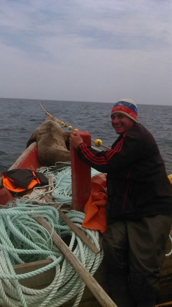 Морской котик в течение 8 часов катался в лодке с сахалинскими рыбаками (5 фото)