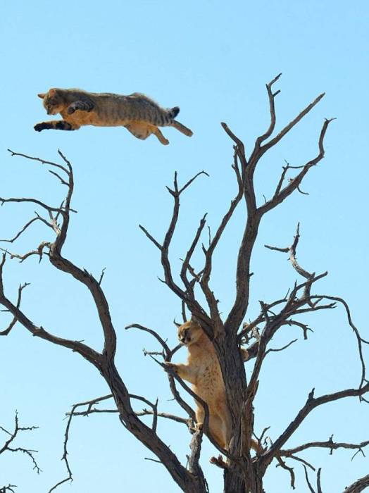Спасаясь от степной рыси, дикая кошка совершила невероятный прыжок (4 фото)