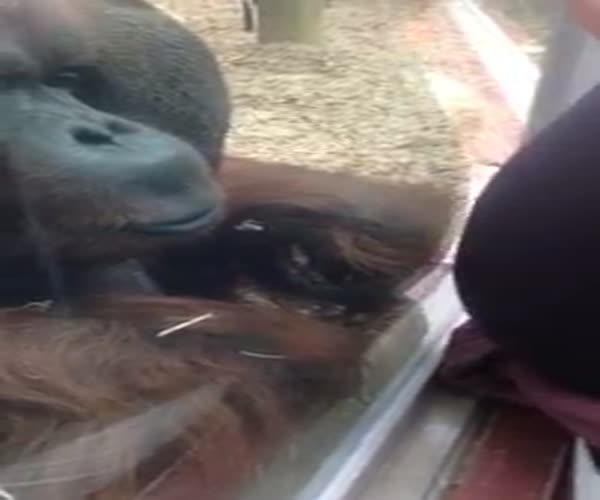 Орангутанг целует живот беременной женщины