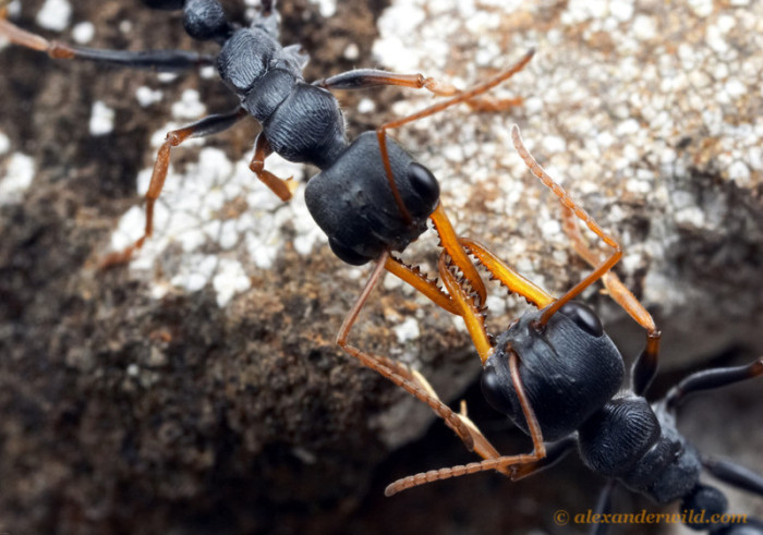Жестокие муравьиные войны (53 фото)