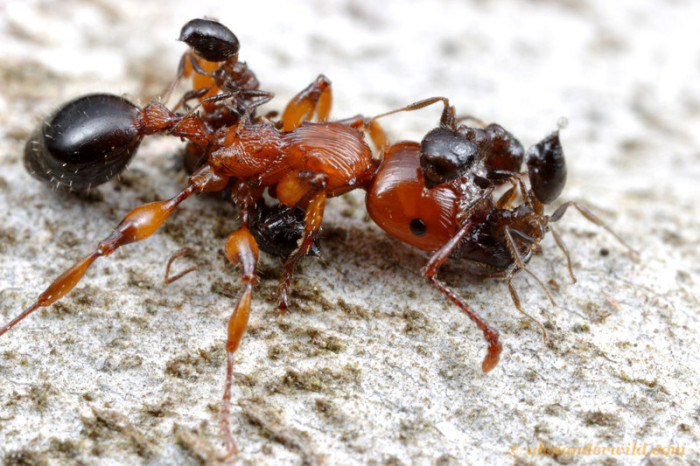Жестокие муравьиные войны (53 фото)