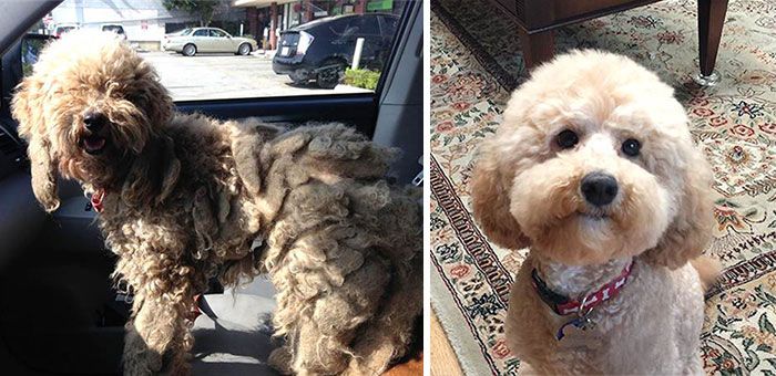 Спасенные собаки: до и после (16 фото)