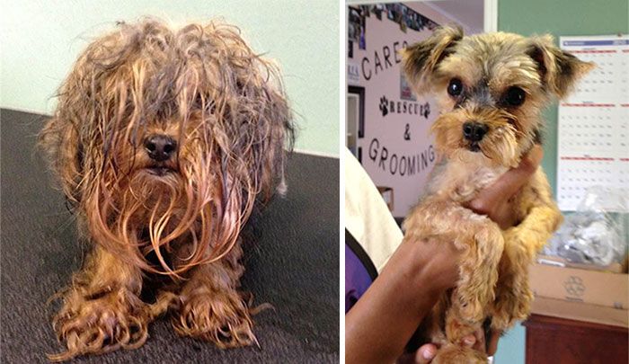 Спасенные собаки: до и после (16 фото)