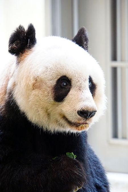 37-летняя панда Цзя-Цзя стала самой старой пандой в мире (3 фото)