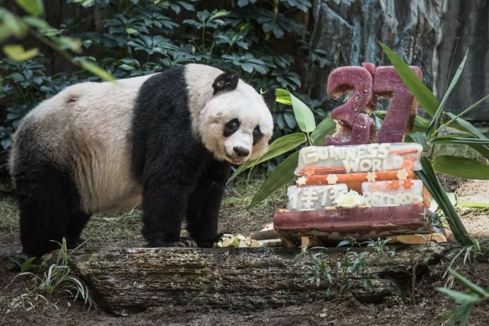 37-летняя панда Цзя-Цзя стала самой старой пандой в мире (3 фото)