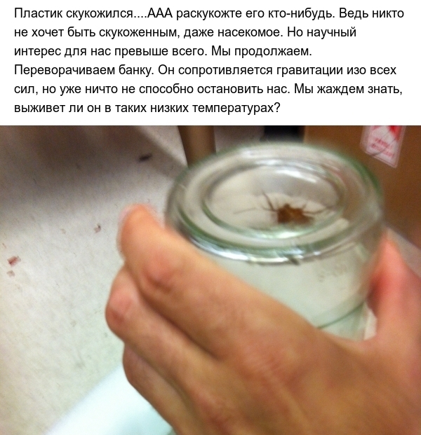 Тараканы и экстремально низкие температуры (8 фото)