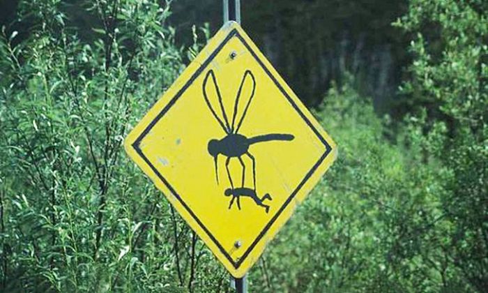 Из-за чего комары кусают некоторых людей чаще других (6 фото)