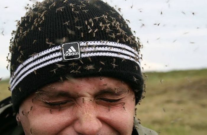 Из-за чего комары кусают некоторых людей чаще других (6 фото)