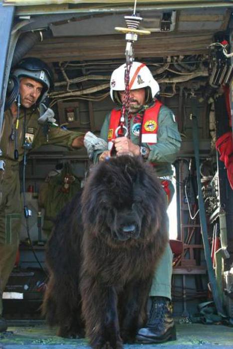 Пес-спасатель – незаменимый сотрудник береговой охраны (12 фото)