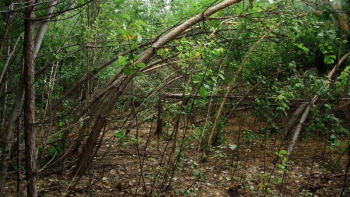 В лесу Челябинской области обнаружены аномально поваленные деревья (5 фото)
