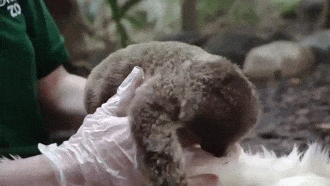 Очаровательный 7-недельный ленивец из Лондонского зоопарка (7 гифок)