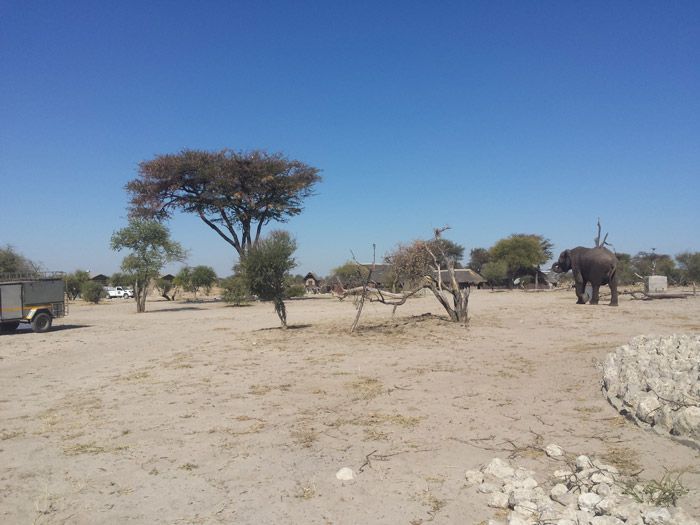 В Ботсване слоны превратили общественный туалет в место для водопоя (4 фото + видео)