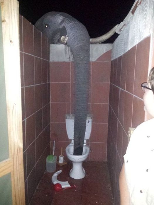 В Ботсване слоны превратили общественный туалет в место для водопоя (4 фото + видео)