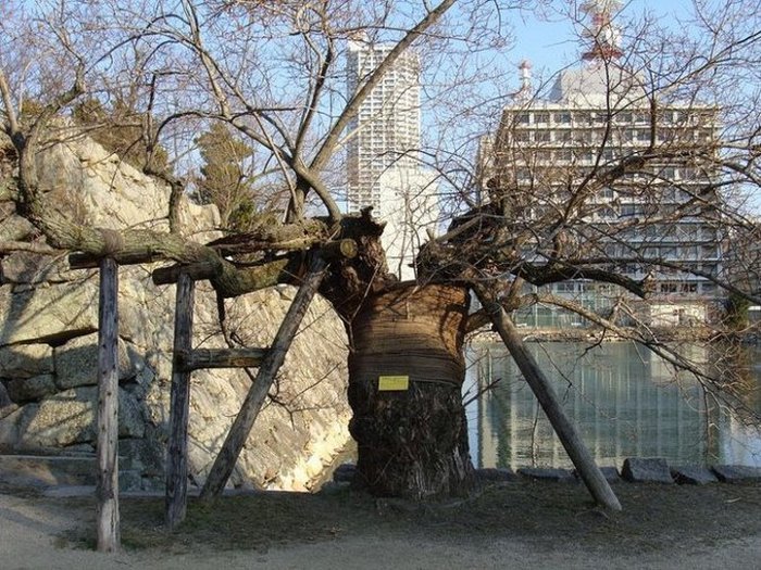 Деревья Хиросимы, сумевшие пережить ядерный взрыв (9 фото)