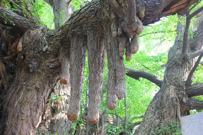 Деревья Хиросимы, сумевшие пережить ядерный взрыв (9 фото)