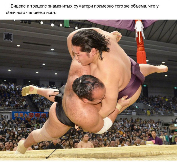 Интересные факты о сумо (10 фото)