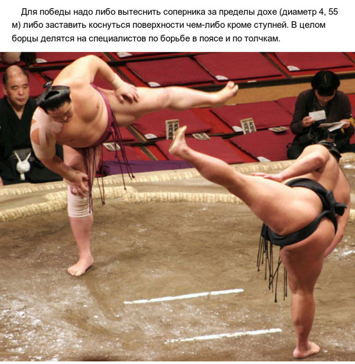 Интересные факты о сумо (10 фото)