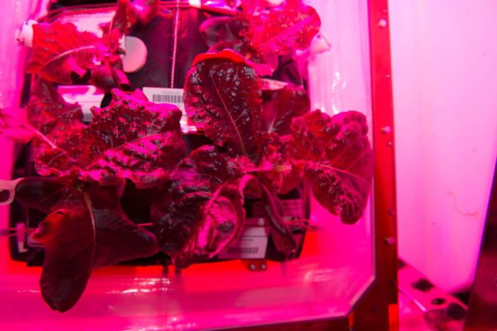 На МКС впервые вырастили овощи (7 фото + видео)