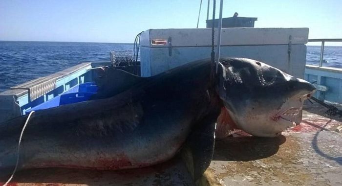 В Австралии обнаружили тело мертвой 6-метровой акулы (2 фото)